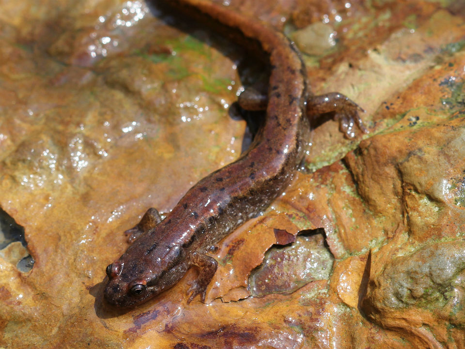 Northern Dusky Salamander